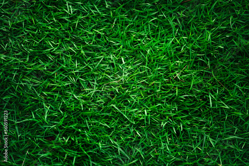 A natural green grass texture background close up.