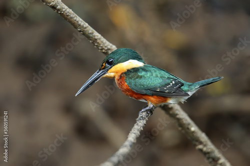 American pygmy kingfisher (Chloroceryle aenea) perched on a stick photo