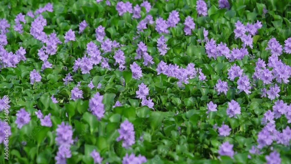 Water hyacinth flower fields bloom colorful purple in nature Water hyacinth flower fields bloom colorful purple in nature