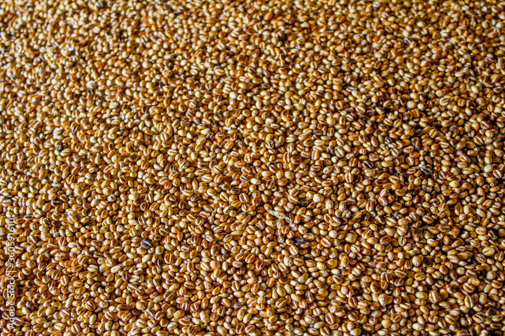 roasted wheat
roasted wheat