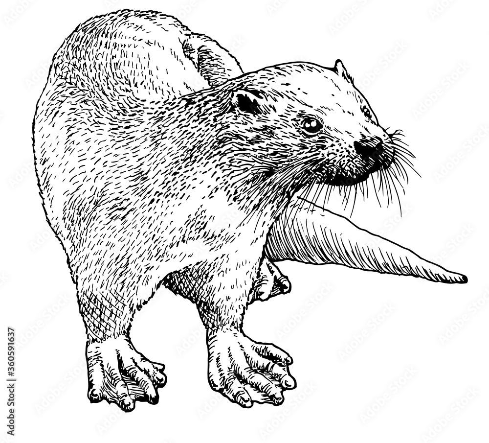 Hand drawn sketch of a smooth coated otter or aonyx cinerea or asian
