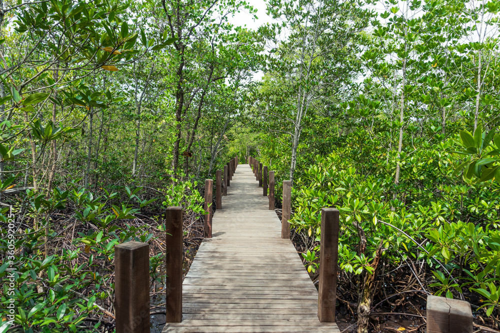 The bridge stretches deep among the bright green trees, Wood bridge on the forest vanishing point perspective
The bridge stretches deep among the bright green trees, Wood bridge on the forest vanishing point perspective