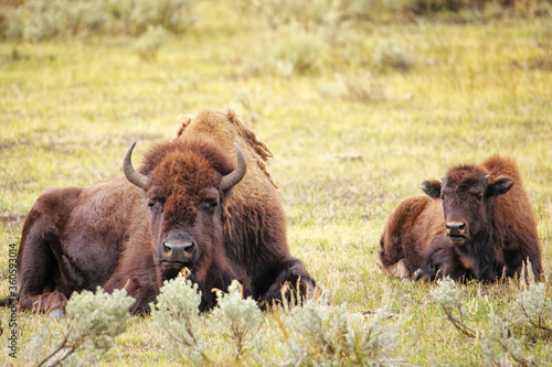 Female bison lying in a field, Yellowstone National Park, Wyoming