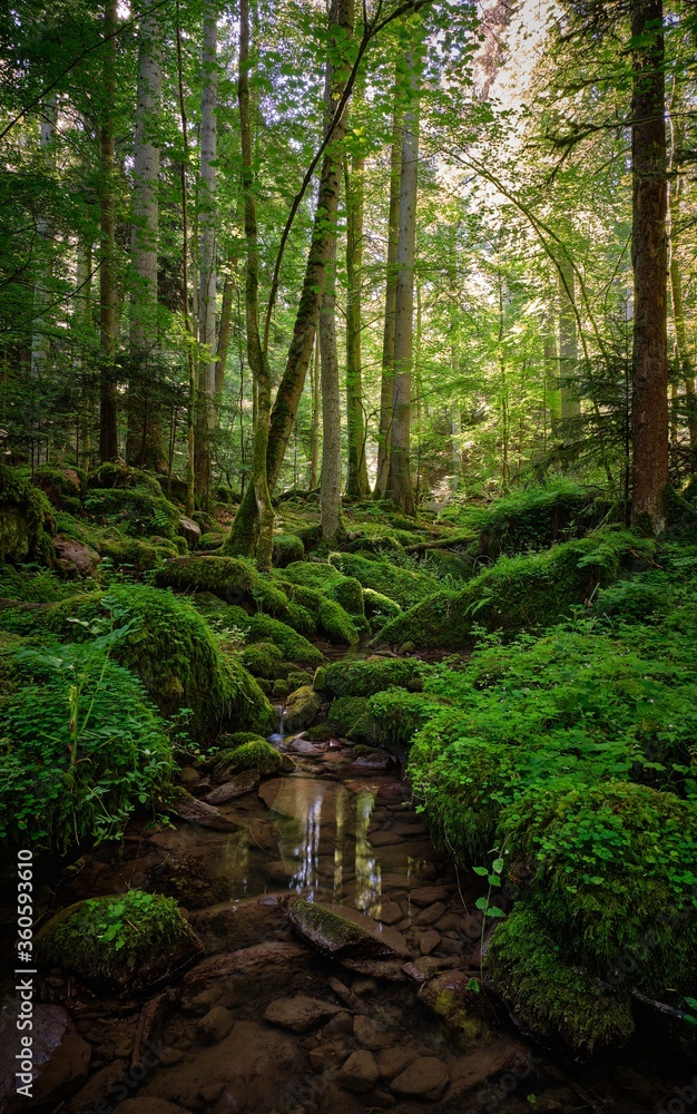 Das Monbachtal im nördlichen Schwarzwald Das Monbachtal im nördlichen Schwarzwald