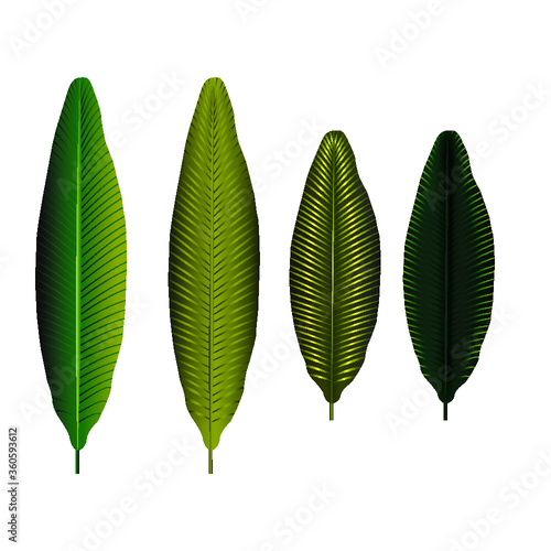 Green banana leaves