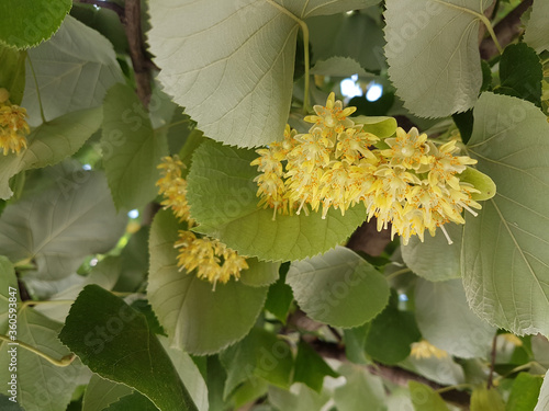 tilia flowers and leaves on a tree in summer season herbs medical tree photo