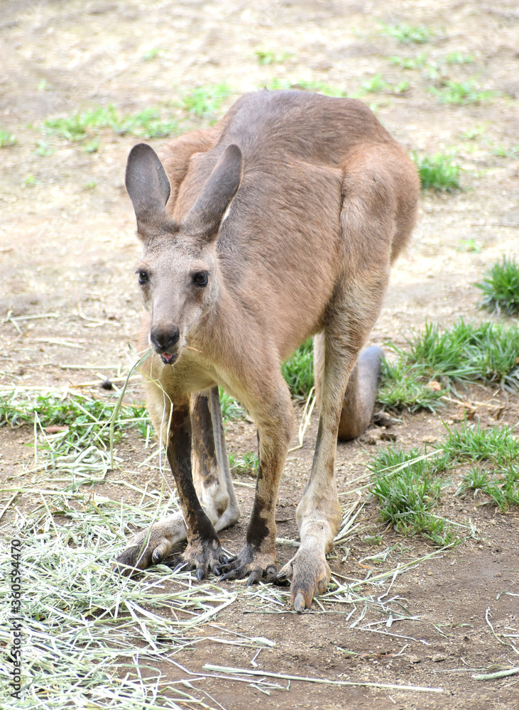 Fototapeta premium オオカンガルー