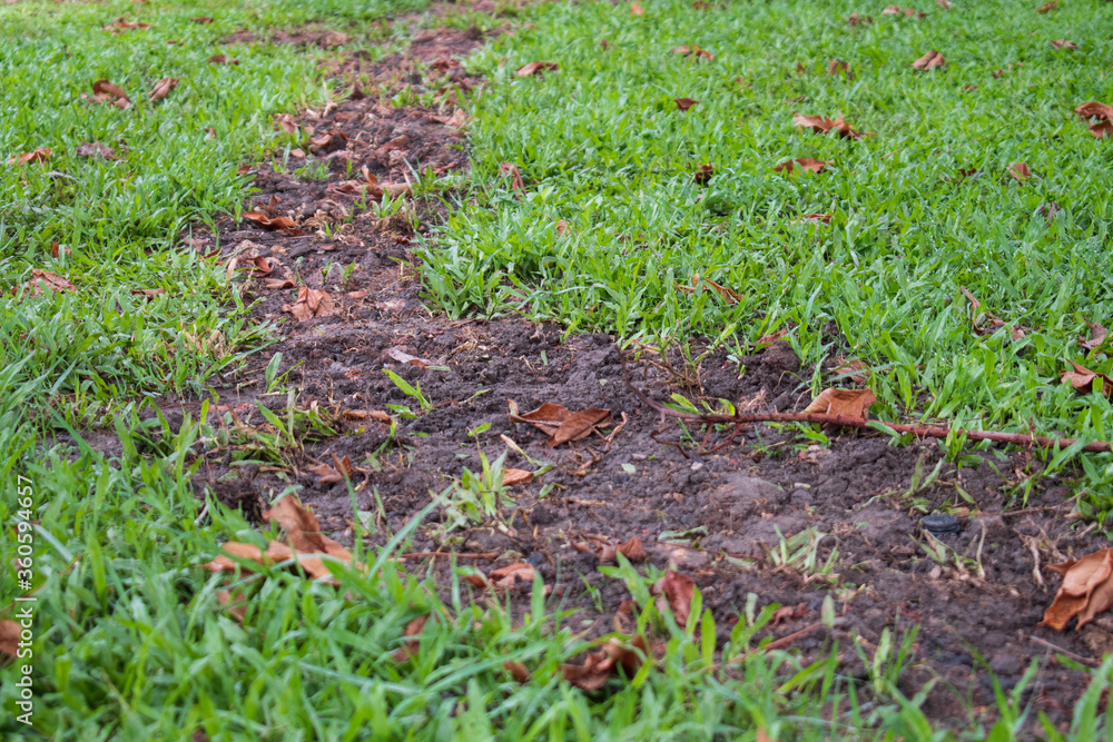 green grass in the ground garden wtih path trail background green grass in the ground garden wtih path trail background