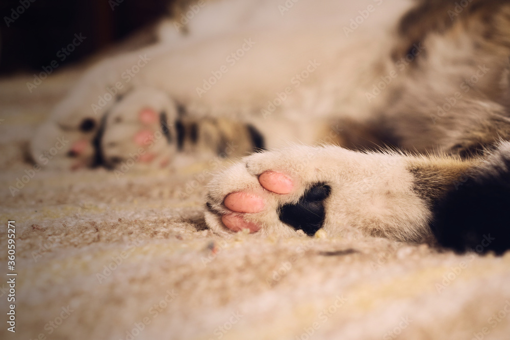 Cute kitten paws on bed. Close up. Cute kitten paws on bed. Close up.