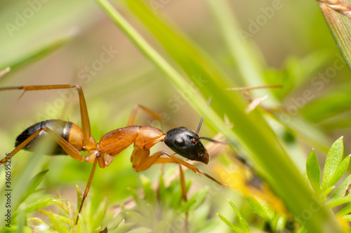 Orange sugar ant with black head and tail