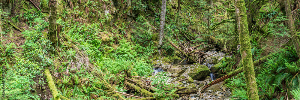 Fallen trees in the green forest park british columbia canada. Fallen trees in the green forest park british columbia canada.