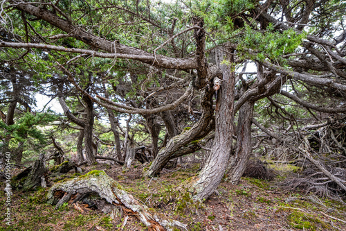Gnarly pines are evidence of repeated harsh growing periods