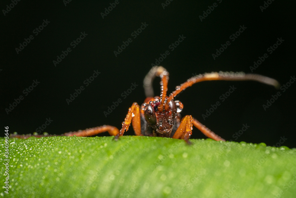 Orange paper wasp full of water dew Orange paper wasp full of water dew