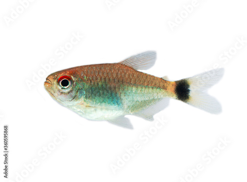 Red Eye Tetra fish isolated on white background