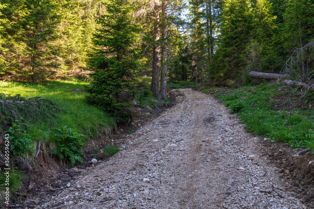 Fototapeta premium Walking trail leading through the forest from Monte Penegal to Monte Macaion in Italian South Tyrol.