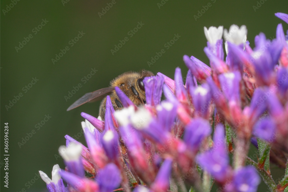 Honey bee hiding inside flowers Honey bee hiding inside flowers