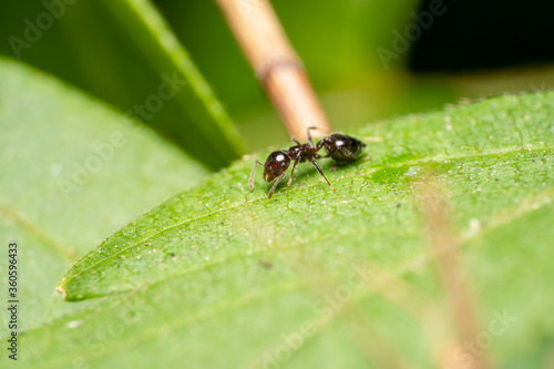 Ochetellus tiny Black house ant resting on a green leaf