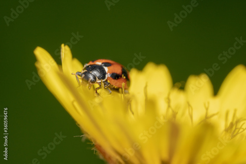 Orange and black spotted lady bug crawling on a yellow gerbera flower