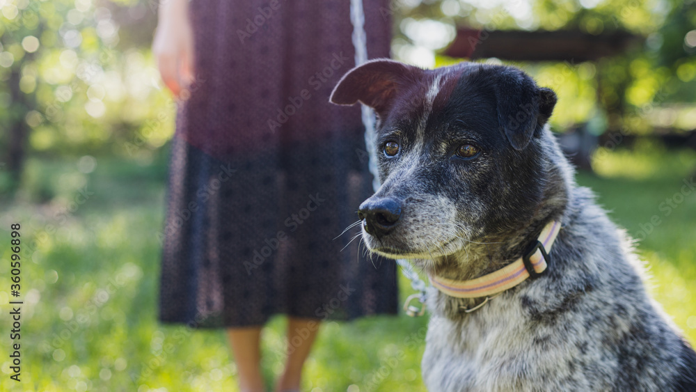 Asian young woman take dog to walk and play together in the backyard garden at home in the morning.Pet love lifestyle concept. Asian young woman take dog to walk and play together in the backyard garden at home in the morning.Pet love lifestyle concept.