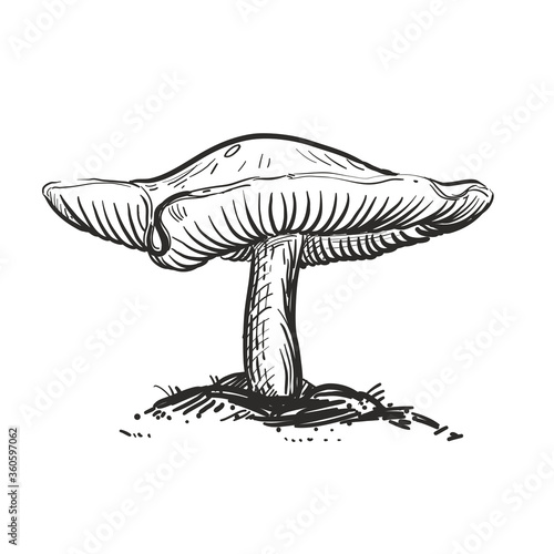 Hand drawn sketch black and white of mushroom. Vector illustration. Elements in graphic style label, card, sticker.