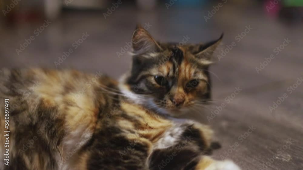 portrait of a spotted young cat that lies on the floor, then gets up and leaves the camera, the coat is long and multi-colored in orange, white and black portrait of a spotted young cat that lies on the floor, then gets up and leaves the camera, the coat is long and multi-colored in orange, white and black