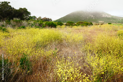 The Marina Peninsula Trail at Morro Bay State Park Goes Through the Estuary and an Elfin Forest near the Harbor  California Coastline  Los Osos