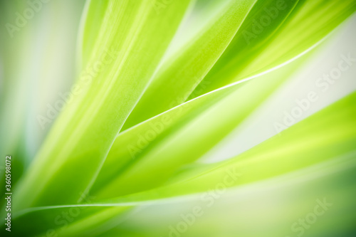 Green leaf in garden using for background natural wallpaper