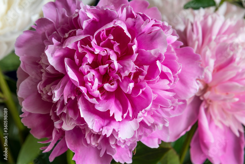 Peony flower head under sun light