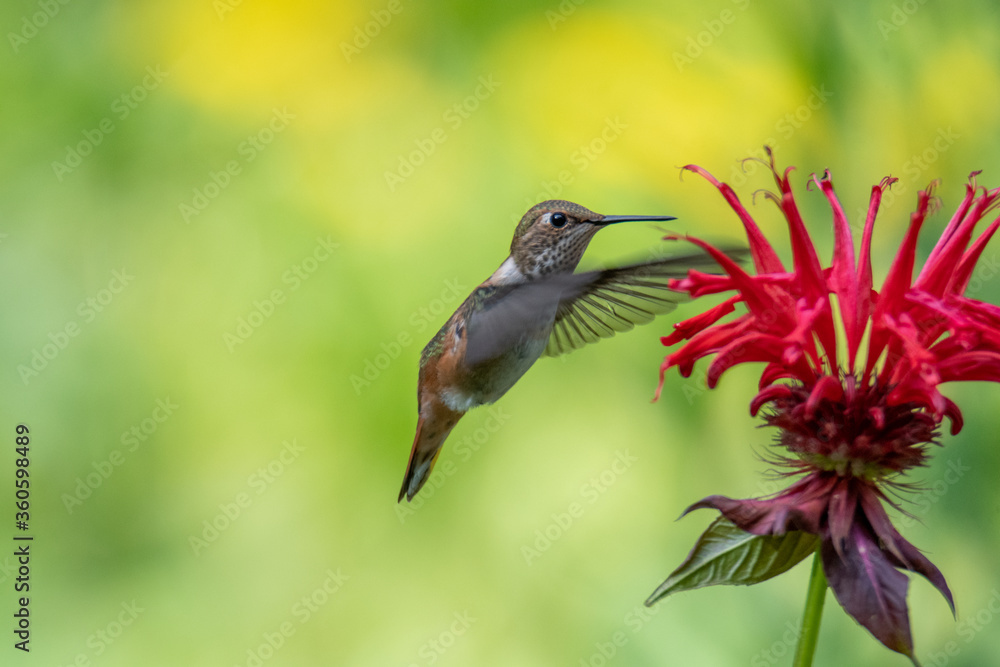 Female Rufous hummingbird hovering and drinking nectar from a bee balm plant.       Vancouver BC Canada
 - obrazy, fototapety, plakaty 