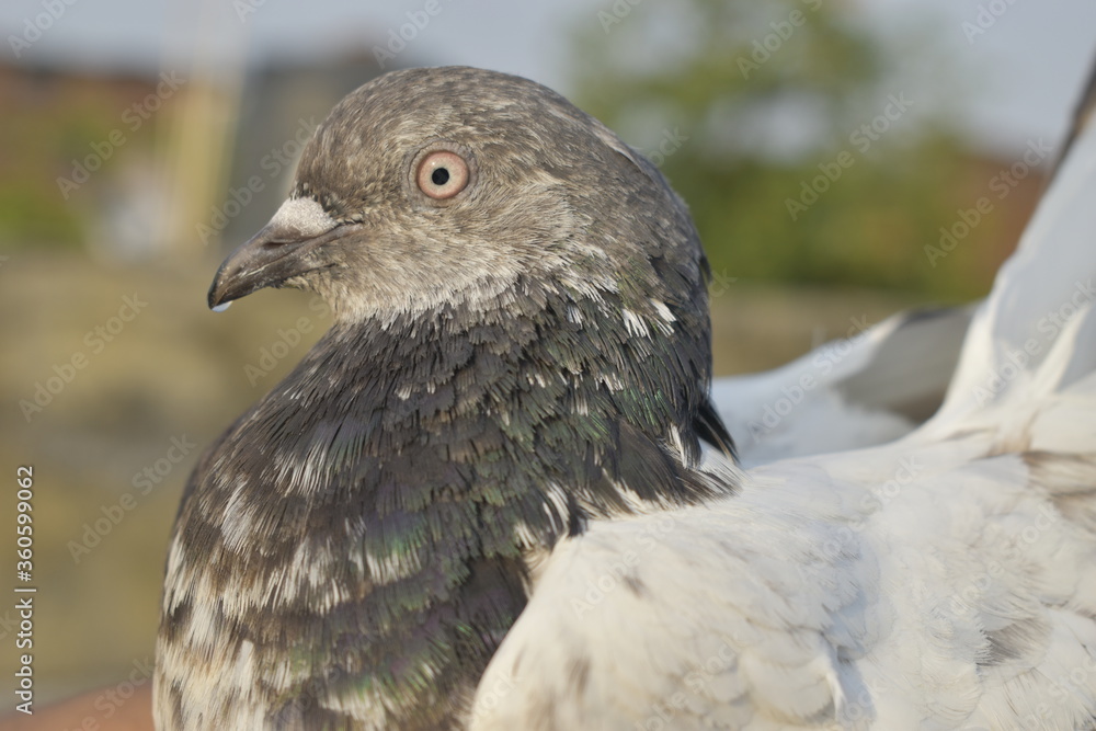 Fototapeta premium Beautiful photograph of Indian Pigeons.