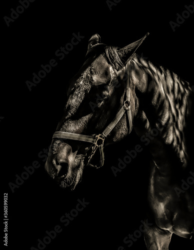 A portrait of a sleeping horse with the eyes closed in the dark shadows isolated on a black background