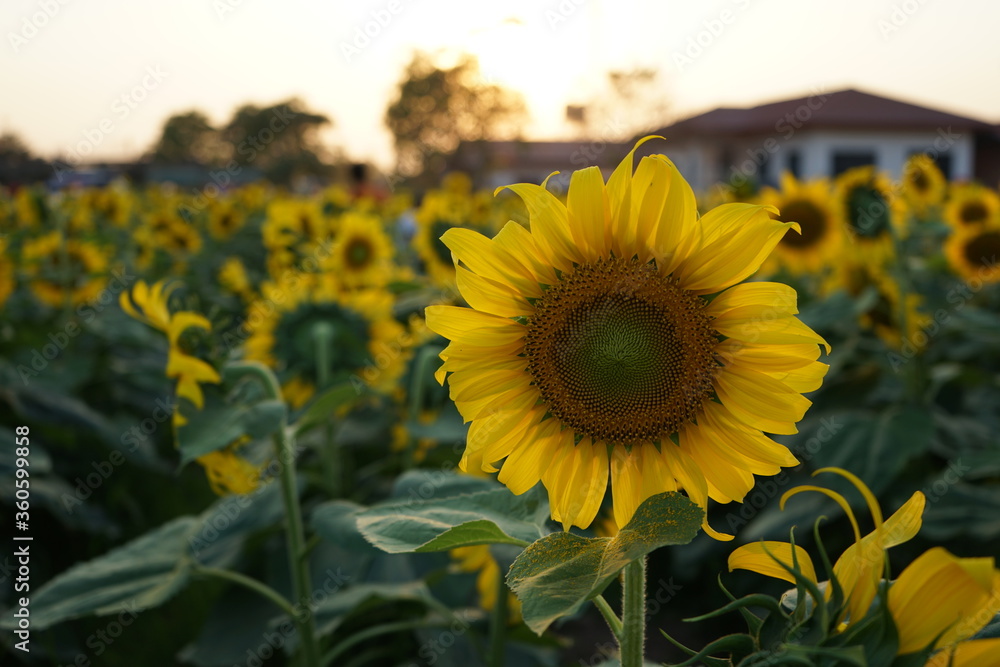 Fototapeta premium sunflower field in the summer