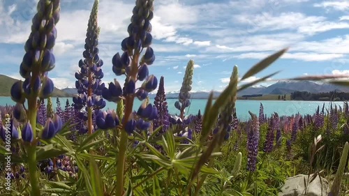 lupin flowers tekapo lake