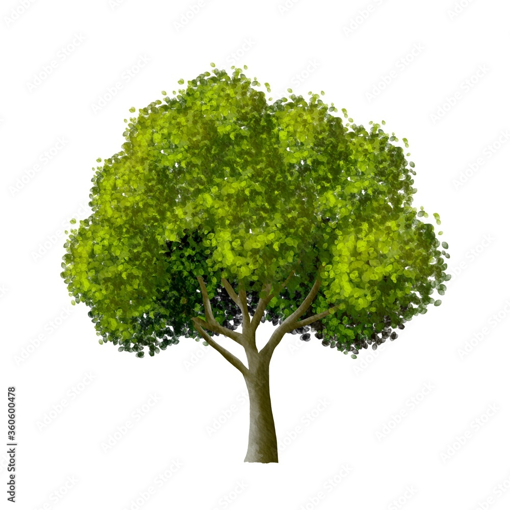 tree side view isolated on white background for landscape and architecture element tree side view isolated on white background for landscape and architecture element