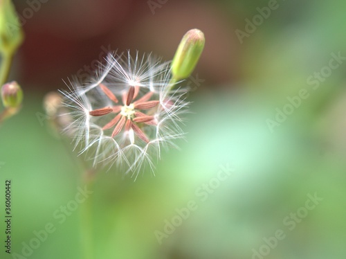 Closeup yellow petals of Oriental false hawksbeard   Youngia japonica flower plants in garden with green blurred background  macro image  sweet color for card design