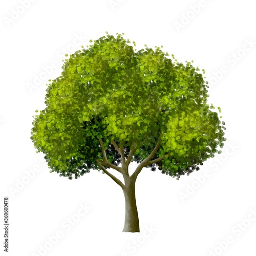 tree side view isolated on white background for landscape and architecture element