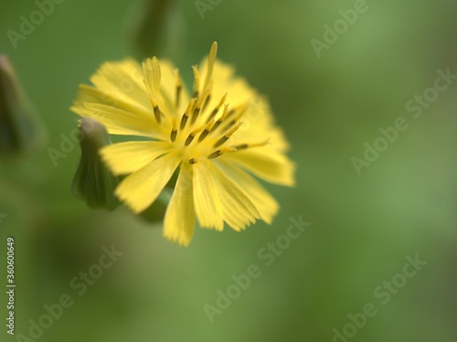 Closeup yellow petals of Oriental false hawksbeard   Youngia japonica flower plants in garden with green blurred background  macro image  sweet color for card design