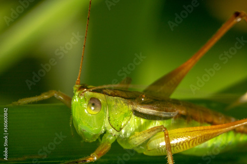 Side view shot of a green grasshopper 