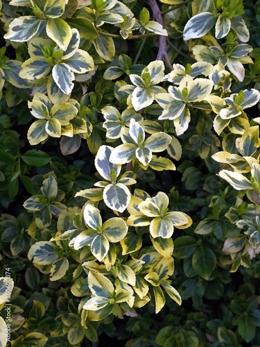 euonymus shrub