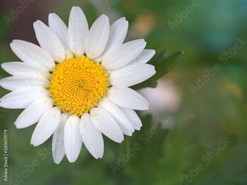 Closeup white petals chamomile flower with water drops and green leaf in garden  blurred background  sweet color  soft focus for card design  macro image  white daisy flower