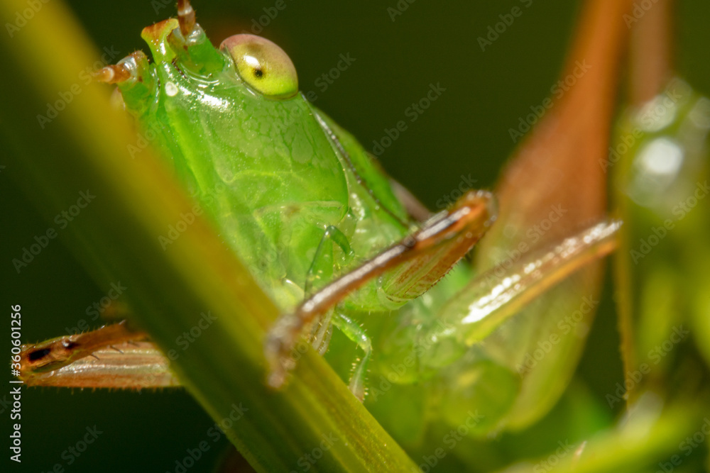 Close up shot of a green grasshopper with big eyes Close up shot of a green grasshopper with big eyes