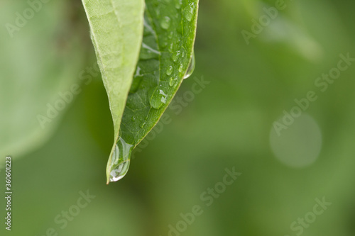 Drop water dew in the sunlight on leaf on a green background