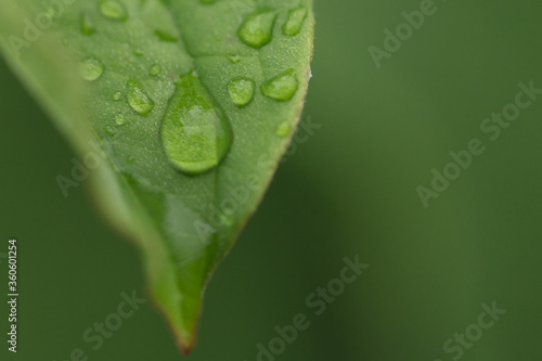 green leaf with drops of water. soft focus