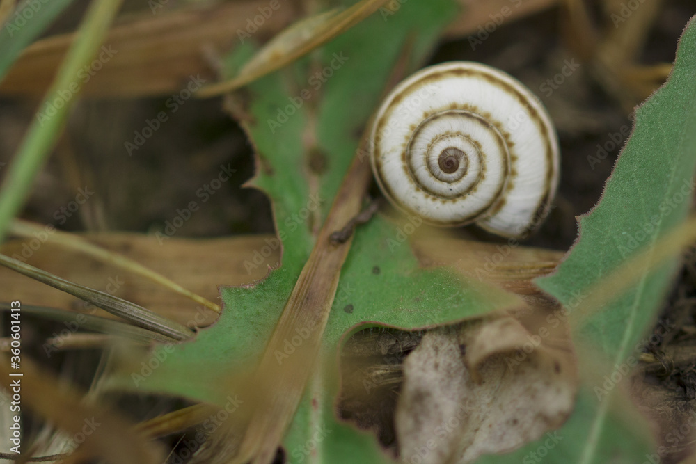 snail in grass with morning dew, macro. soft focus snail in grass with morning dew, macro. soft focus