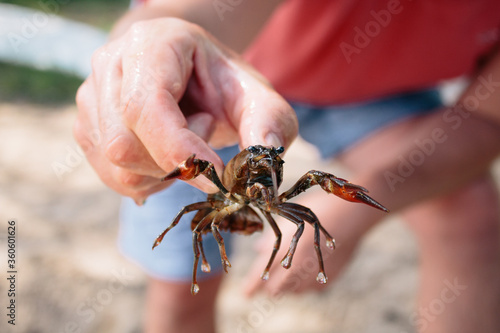Young man holding a life crab in his hands, summer in Sweden, crab festival