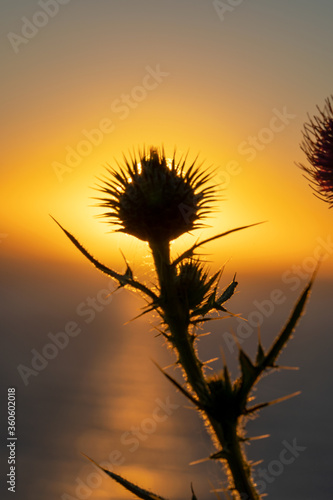 Spear thistle silhouette shot during sunrise over the ocean