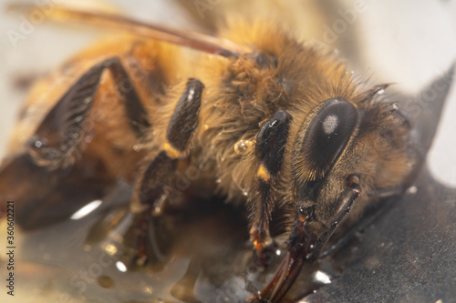 Tired honey bee drinking honey on a spoon