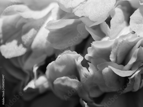 Black and white close up of a camellia flower