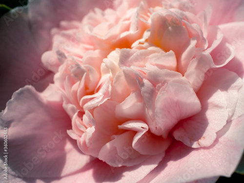 Close up of a camellia flower © Thanh