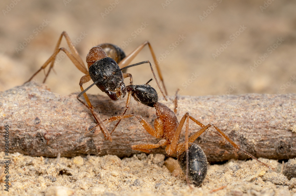 Black headed orange sugar ant battling/fighting and biting limbs 